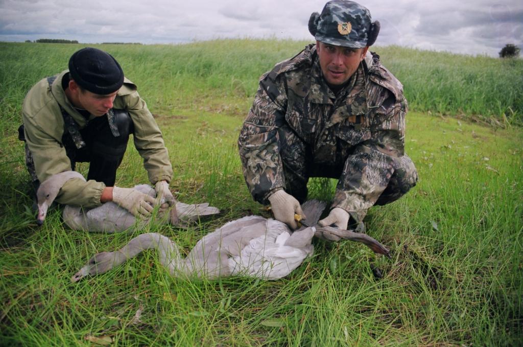 Кольцевание птиц в заказнике "Елизаровский"