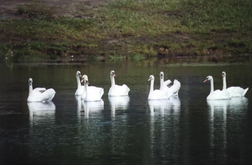 Лебеди-шипуны, фото А.М. Васина