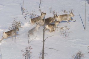 Северные олени